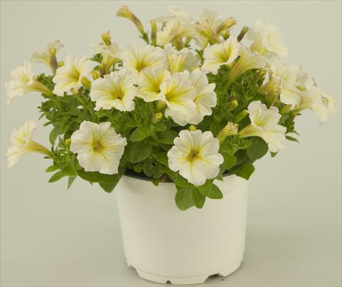 Photo de variété de fleurs à utiliser comme: Pot, patio, Suspension Petunia Light Yellow Tiny Pleasure®