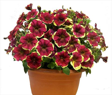 Photo de variété de fleurs à utiliser comme: Pot, patio, Suspension Petunia Purple Yellow Circle Sunpleasure®
