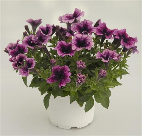 Photo de variété de fleurs à utiliser comme: Pot, patio, Suspension Petunia Violet Black Vein Sweetpleasure®