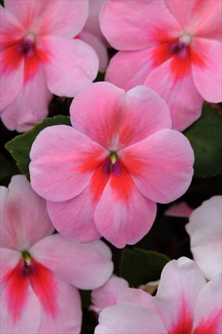 Photo de variété de fleurs à utiliser comme: Pot et Plante à massif Impatiens walleriana Impreza™ Pink Splash