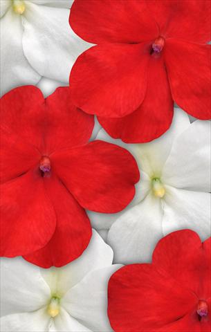 Photo de variété de fleurs à utiliser comme: Pot et Plante à massif Impatiens walleriana Impreza™ Red White Mix