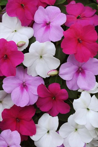 Photo de variété de fleurs à utiliser comme: Pot et Plante à massif Impatiens walleriana Impreza™ Wedgewood Mix