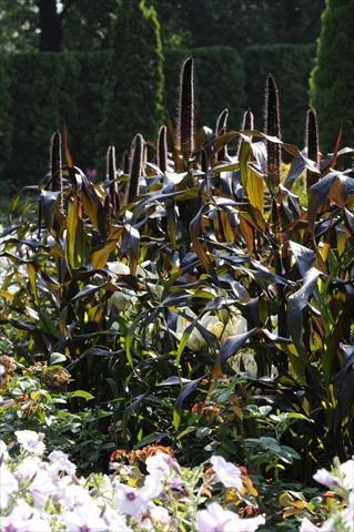 Photo de variété de fleurs à utiliser comme: Pot et Plante à massif Pennisetum glaucum Ornamental Millet Jester