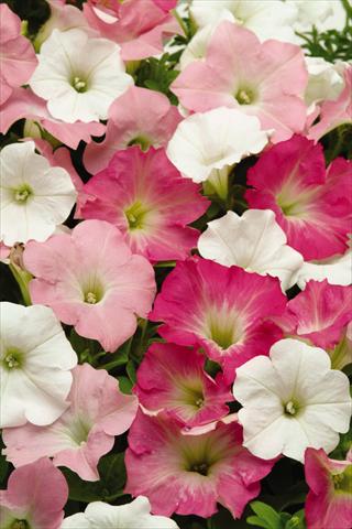 Photo de variété de fleurs à utiliser comme: Plante à massif, pot ou Suspension Petunia x hybrida Easy Wave Tropicana Mix