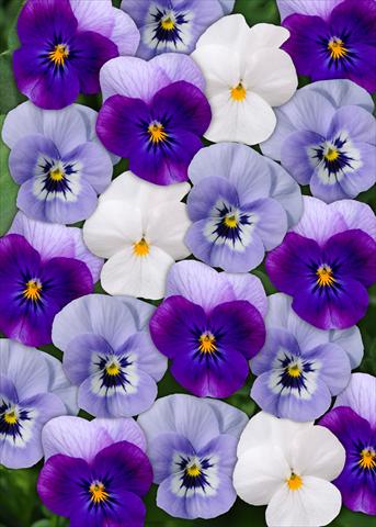 Photo de variété de fleurs à utiliser comme: Pot et Plante à massif Viola cornuta Sorbet™ Blueberry Frost Mix XP