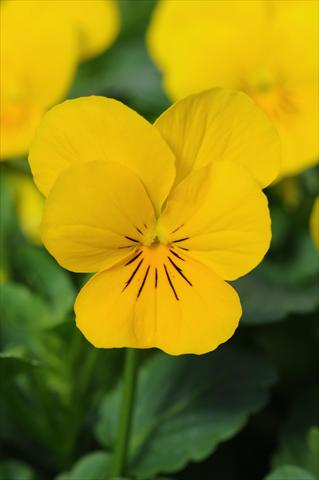 Photo de variété de fleurs à utiliser comme: Pot et Plante à massif Viola cornuta Sorbet™ Yellow XP