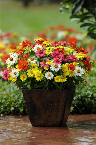 Photo de variété de fleurs à utiliser comme: Pot et Plante à massif Zinnia marylandica Zahara Mix