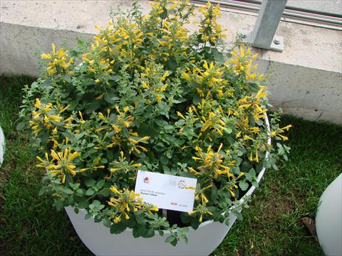 Photo de variété de fleurs à utiliser comme: Pot et Plante à massif Agastache aurantiaca Sunset Yellow