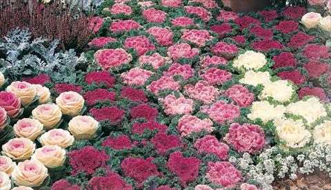 Photo de variété de fleurs à utiliser comme: Pot et Plante à massif Brassica oleracea Potseries