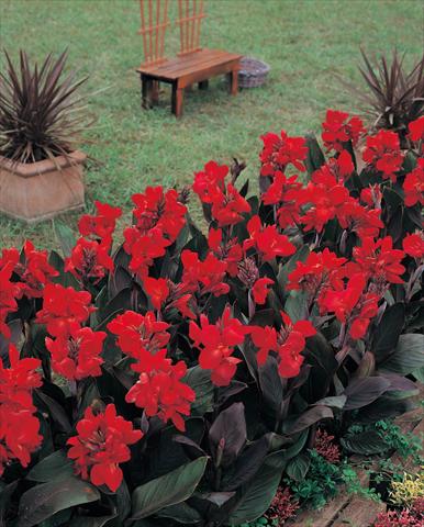 Photo de variété de fleurs à utiliser comme: Pot et Plante à massif Canna hybrida Tropical Bronze Scarlet