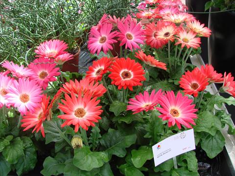 Photo de variété de fleurs à utiliser comme: Pot et Plante à massif Gerbera jamesonii Royal Bicolor