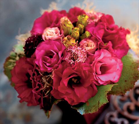 Photo de variété de fleurs à utiliser comme: Fleur coupée Lisianthus (Eustoma grandiflorum) Lisianthus Arena Red