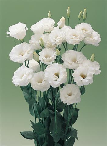 Photo de variété de fleurs à utiliser comme: Fleur coupée Lisianthus (Eustoma grandiflorum) Lisianthus Arena White