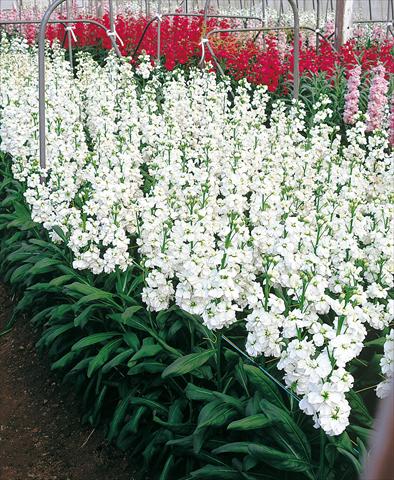 Photo de variété de fleurs à utiliser comme: Fleur coupée Matthiola incana Regal White