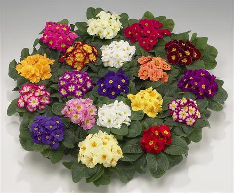 Photo de variété de fleurs à utiliser comme: Pot et Plante à massif Primula acaulis, veris, vulgaris Mega mixture