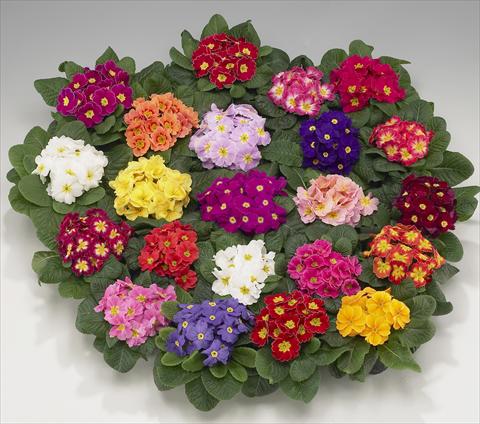 Photo de variété de fleurs à utiliser comme: Pot, Plante à massif, patio, Suspension Primula acaulis, veris, vulgaris Viva mixture