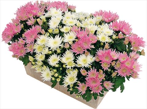Photo de variété de fleurs à utiliser comme: Pot et Plante à massif 2 Combo Corto® - Corto® Blanc
