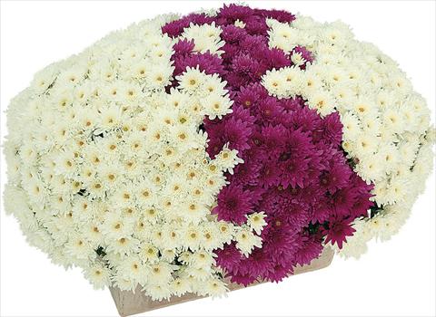 Photo de variété de fleurs à utiliser comme: Pot et Plante à massif 2 Combo Yahou® Coco - Senso®
