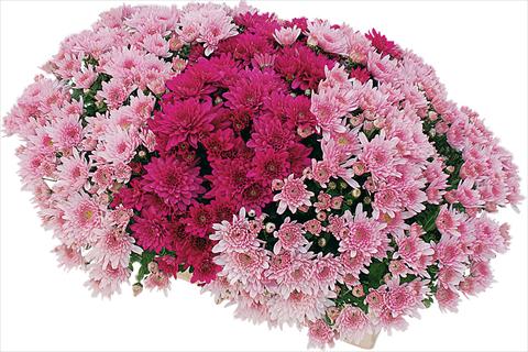 Photo de variété de fleurs à utiliser comme: Pot et Plante à massif 2 Combo Yahou® - Senso®