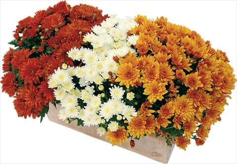 Photo de variété de fleurs à utiliser comme: Pot et Plante à massif 3 Combo Clero® Blanc - Fada® Rouge - Soda® Cognac