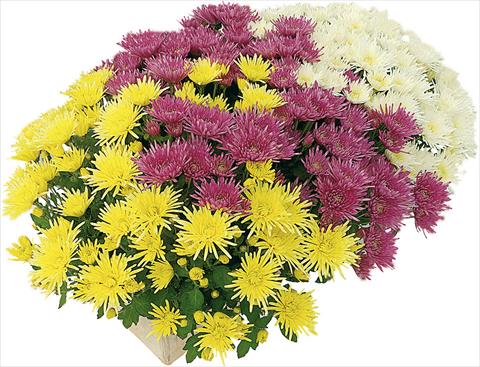 Photo de variété de fleurs à utiliser comme: Pot et Plante à massif 3 Combo Corto® Blanc - Corto® Jaune - Corto® Violet