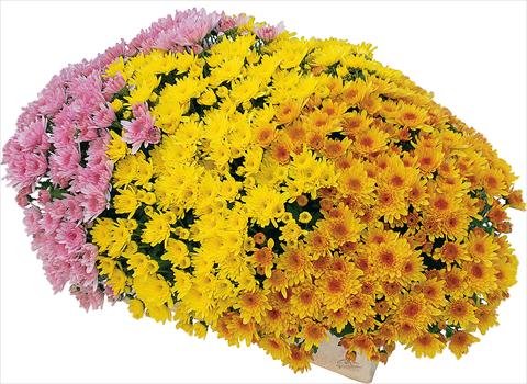 Photo de variété de fleurs à utiliser comme: Pot et Plante à massif 3 Combo Yahou® - Yahou® Abricot - Yahou® Golden