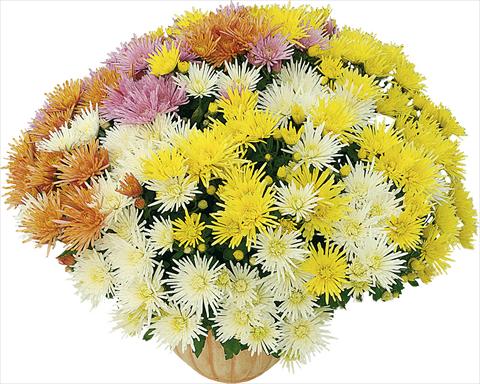 Photo de variété de fleurs à utiliser comme: Pot et Plante à massif 4 Combo Corto® - Corto® Blanc - Corto® Jaune - Corto® Orange