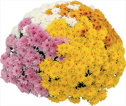 Photo de variété de fleurs à utiliser comme: Pot et Plante à massif 4 Combo Yahou® - Yahou® Abricot - Yahou® Coco - Yahou® Golden