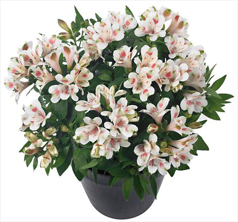 Photo de variété de fleurs à utiliser comme: Pot et Plante à massif Alstroemeria Inticancha® Creamy Dark Pink