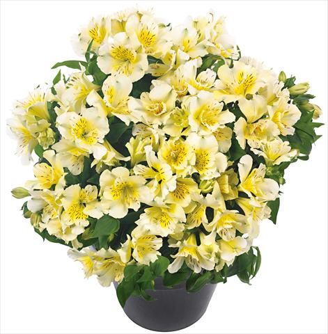 Photo de variété de fleurs à utiliser comme: Pot et Plante à massif Alstroemeria Inticancha® Sunlight