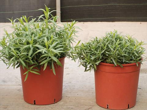 Photo de variété de fleurs à utiliser comme: Pot et Plante à massif Artemisia Drancunculus