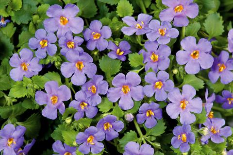 Photo de variété de fleurs à utiliser comme: Pot, patio, Suspension Bacopa (Sutera cordata) Scopia® Gulliver Blue