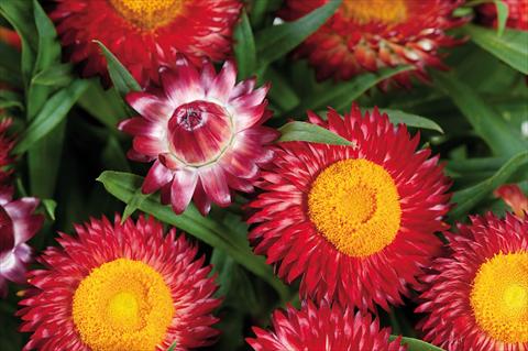 Photo de variété de fleurs à utiliser comme: Pot et Plante à massif Helichrysum (Bracteantha) Helica™ Dark Red