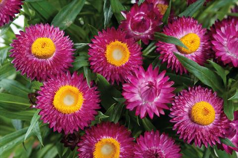 Photo de variété de fleurs à utiliser comme: Pot et Plante à massif Helichrysum (Bracteantha) Helica™ Purple Improved