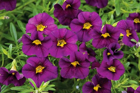 Photo de variété de fleurs à utiliser comme: Pot, patio, Suspension Calibrachoa Noa™ Black Purple