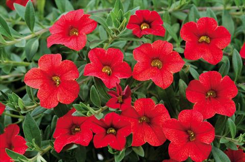 Photo de variété de fleurs à utiliser comme: Pot, patio, Suspension Calibrachoa Noa™ Red Glaze