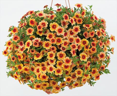Photo de variété de fleurs à utiliser comme: Pot, patio, Suspension Calibrachoa Noa™ Sunset