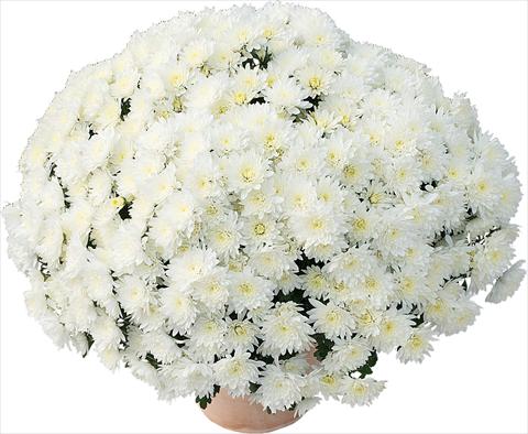 Photo de variété de fleurs à utiliser comme: Pot et Plante à massif Chrysanthemum Matou® Blanc