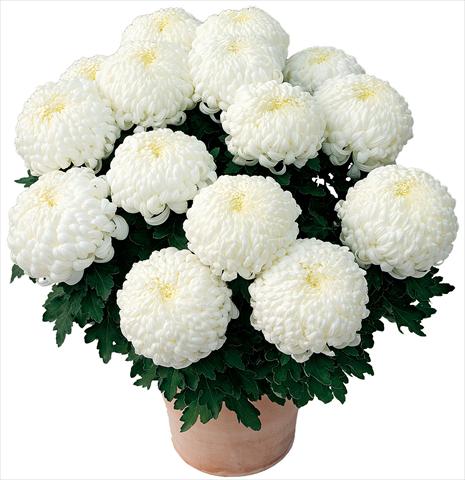 Photo de variété de fleurs à utiliser comme: Pot et Plante à massif Chrysanthemum Paladin® Blanc