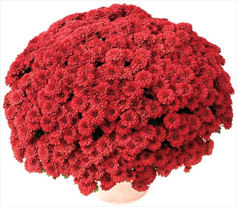 Photo de variété de fleurs à utiliser comme: Pot et Plante à massif Chrysanthemum Tribal® Rouge