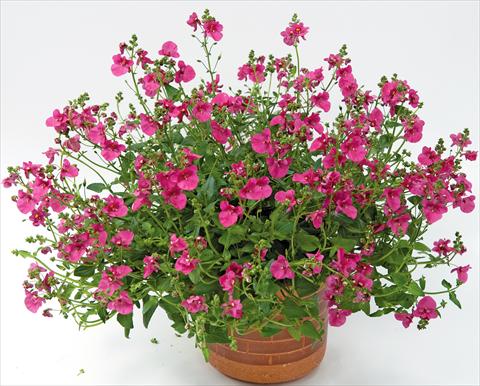 Photo de variété de fleurs à utiliser comme: Pot, patio, Suspension Diascia Genta™ Bold Pink