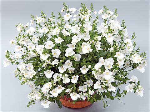 Photo de variété de fleurs à utiliser comme: Pot, patio, Suspension Diascia Genta™ Classic White