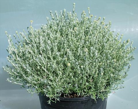 Photo de variété de fleurs à utiliser comme: Pot et Plante à massif Helychrysum italycum Dwarf