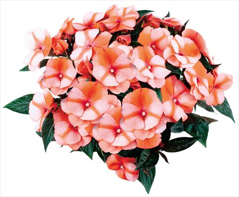 Photo de variété de fleurs à utiliser comme: Pot et Plante à massif Impatiens N. Guinea fides® Tamarinda® Red Bicolour Improved