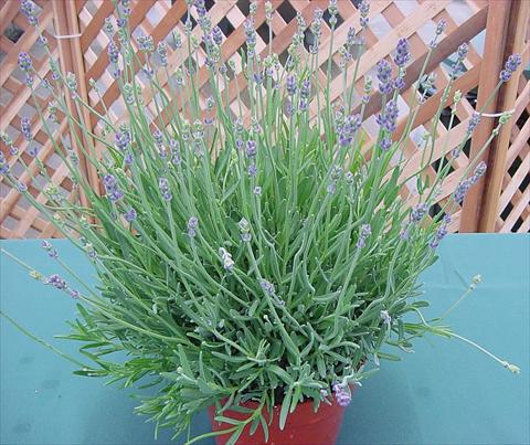 Photo de variété de fleurs à utiliser comme: Pot et Plante à massif Lavandula angustifolia Munstead Hishtils Strain