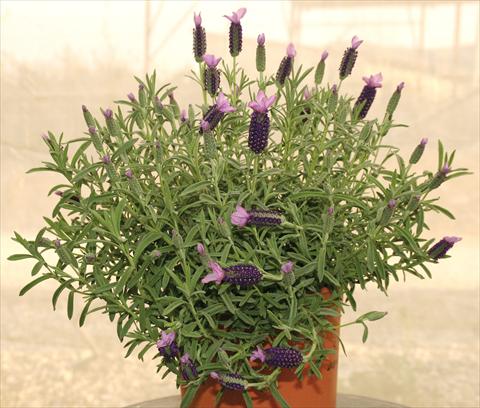 Photo de variété de fleurs à utiliser comme: Pot et Plante à massif Lavandula stoechas Devonshire Compact Purple