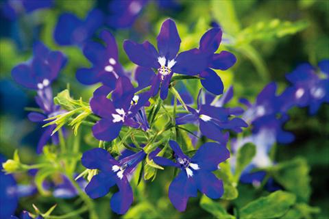 Photo de variété de fleurs à utiliser comme: Pot, patio, Suspension Lobelia Hot® Dark Blue
