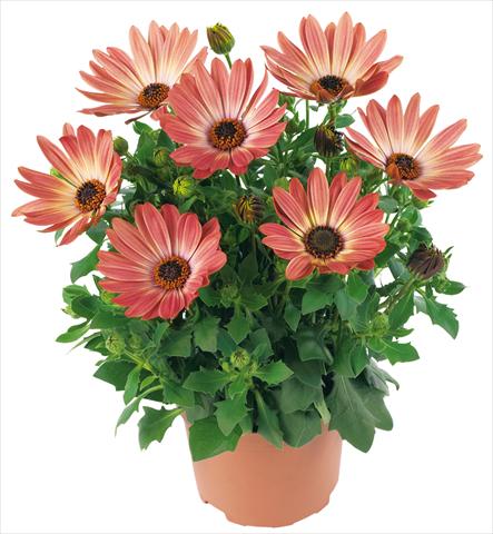 Photo de variété de fleurs à utiliser comme: Pot et Plante à massif Osteospermum Margarita fides® Bronze Bicolor