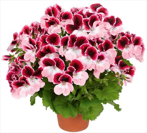Photo de variété de fleurs à utiliser comme: Patio, pot Pelargonium grandiflorum pac® Aristo® Darling