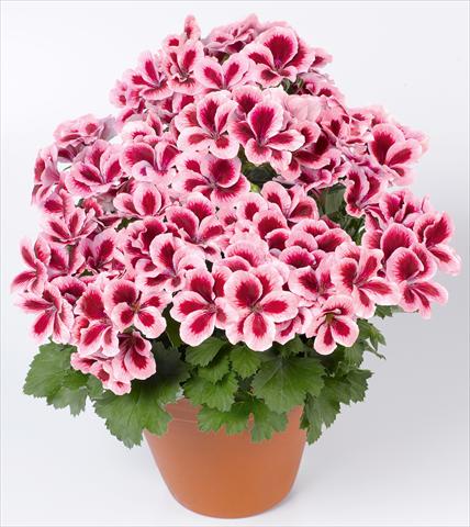 Photo de variété de fleurs à utiliser comme: Patio, pot Pelargonium grandiflorum pac® Candy Flowers® Strawberry Cream
